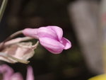 vignette Tulbaghia violacea