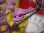 vignette Tulbaghia violacea