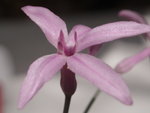 vignette Tulbaghia violacea