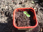vignette Passiflora ligularis