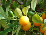 vignette Fruits Kumquat