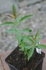 vignette Heimia salicifolia