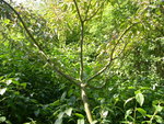 vignette Acer davidii 'Serpentine' = Acer laxiflorum var. nigpoense, rable  peau de serpent