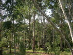 vignette Arboretum de Henvic, eucalyptus
