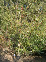 vignette Cotoneaster acuminatus