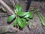 vignette Lyonia ovalifolia