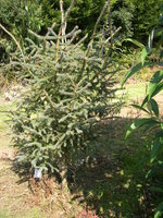 vignette Picea likiangensis, picea