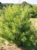 vignette Pinus morrisonicola