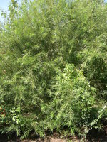 vignette Salix rosmarinifolia var. brachypoda