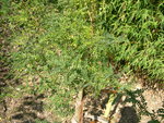 vignette Sophora davidii = Sophora viciifolia = Sophota moorcroftiana var. davidii