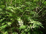 vignette Sorbaria sorbifolia = Spireae sorbifolia = Spireae tobolskiana, sorbaria  feuilles de sorbier