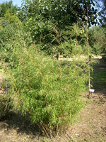 vignette Thamnocalamus spathiflora = Arundinaria spathiflora