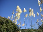 vignette Cortaderia selloana = Gynerium argenteum - Herbe de la Pampa