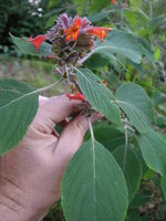 vignette Colquhinia coccinea