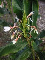 vignette Hedychium spicatum