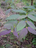 vignette Leycesteria crocothyrsos