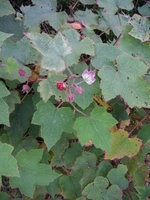 vignette Rubus