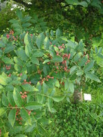 vignette Zanthoxylum simulans = Zanthoxylum bungei - Clavalier à feuilles de frêne, poivrier Chinois