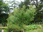 vignette Prunus armeniaca - Abricotier