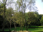 vignette Betula verrucosa - Bouleau verruqueux