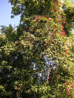 vignette Pyrus communis subsp. pyraster - Poirier sauvage