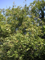 vignette Pyrus communis subsp. pyraster - Poirier sauvage