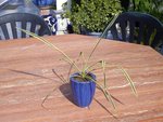 vignette yucca filamantosa variegata