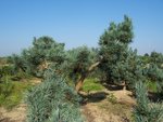 vignette Pinus sylvestris 'Glauca'