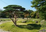 vignette Pinus sylvestris 'Watereri'