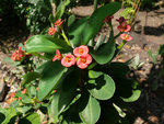 vignette Euphorbia milii