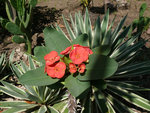 vignette Euphorbia milii