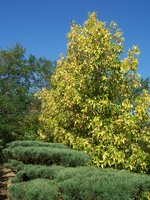 vignette Liquidambar styraciflua 'Variegata'