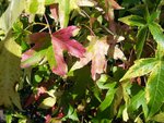 vignette Liquidambar styraciflua 'Variegata'