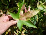 vignette Liquidambar styraciflua 'Variegata'