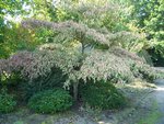 vignette Cornus controversa 'Variegata'