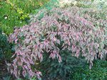 vignette Cornus controversa 'Variegata'