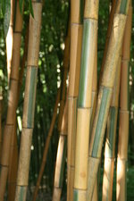 vignette bambous, chaumes vert et jaune