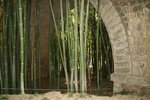 vignette bambous, chaumes verts