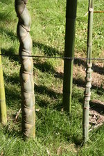 vignette bambous : Phyllostachys edulis f. heterocycla et Chimonobambusa tumidissinoda