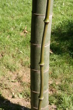 vignette bambous :  Chimonobambusa Tumidinoda=Qiongzhuea tumidissinodachaumes de diverses formes