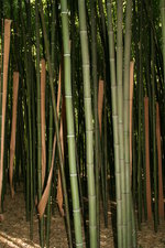 vignette bambous, chaumes verts