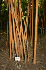 vignette bambous : Phyllostachys bambusoides holocrysa, chaumes jaunes