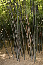 vignette bambous, chaumes noirs