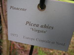 vignette Picea abies 'Virgata'
