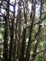 vignette Juniperus recurvus 'Coxii'