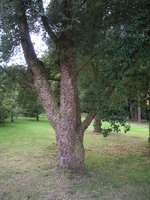 vignette Quercus suber - chne lige