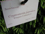 vignette Cryptomeria japonica ' Elegans Compacta'
