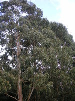vignette Eucalyptus  Kerdalo