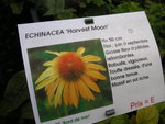 vignette Echinacea 'Harvest Moon'