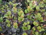 vignette Viburnum harryanum